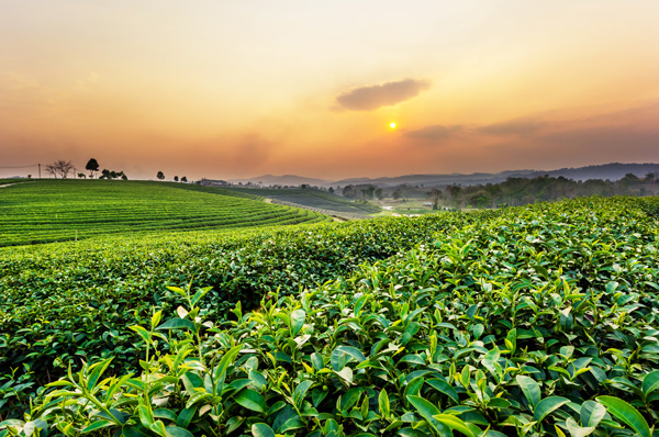 shutterstock_295721513