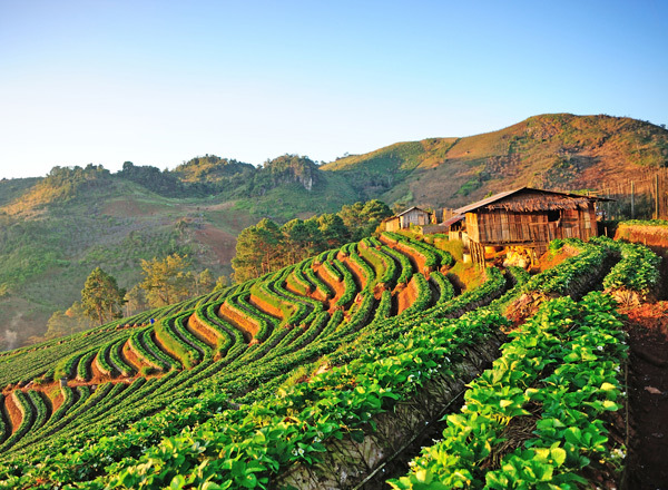 Thailand travel guide Strawberry field Doi Ang Khang , Chiang Mai Thailand