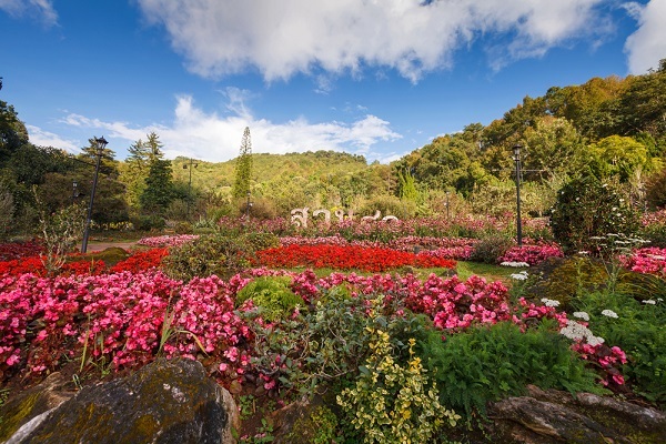 Thailand-travel-guide-flower-garden-Doi-Ang-Khang-Chiang-Mai-Thailand