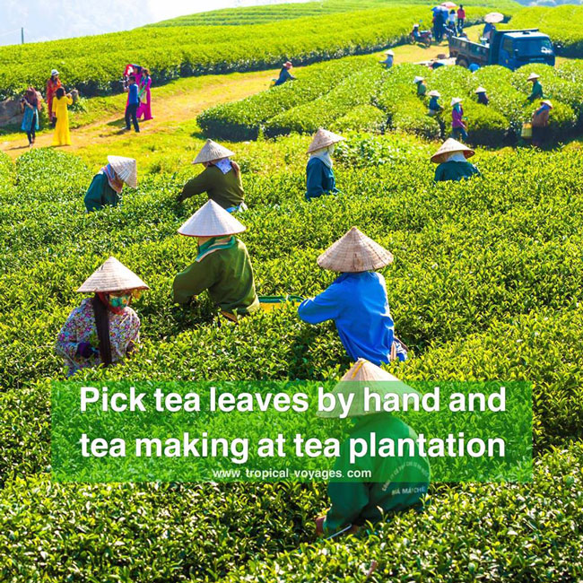 tea plantation in Chiang Mai Thailand